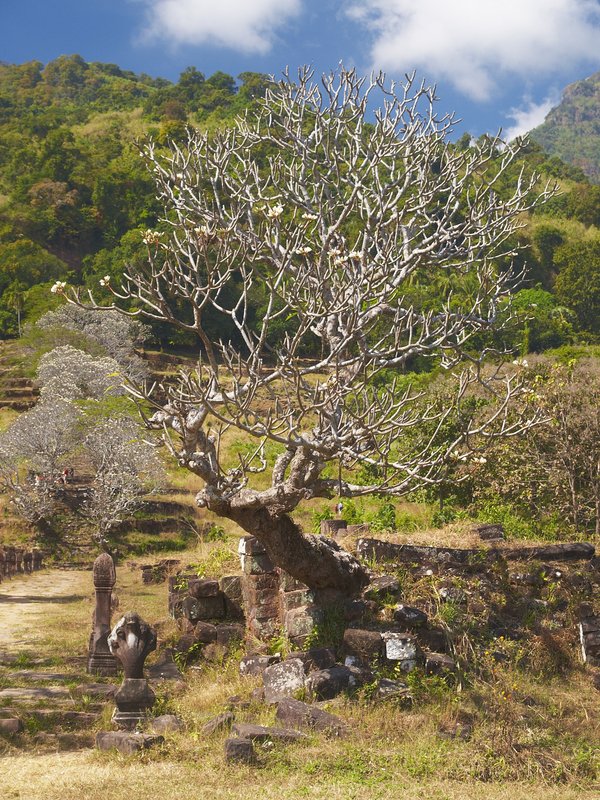 Dok champa (Frangipani), Champasak, Wat Phu